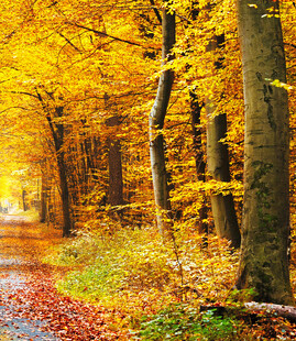 秋日林间小道的斑斓美景