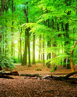 翠绿森林中的静谧小径