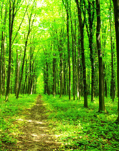 林间幽径绿意盎然的森景