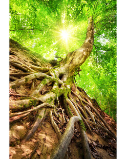 阳光照耀下的繁茂树根