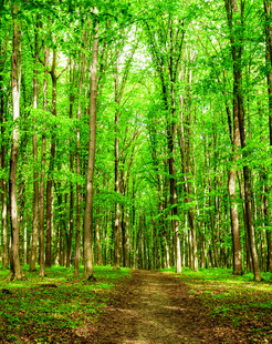 林间幽径绿意盎然的森林