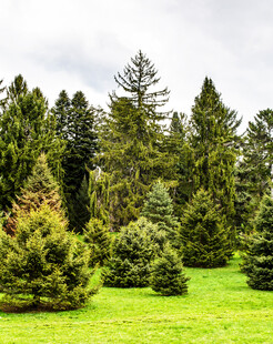翠绿草地旁的茂密松树林