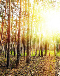 阳光洒落的静谧森林