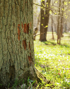 树干上的红色标记