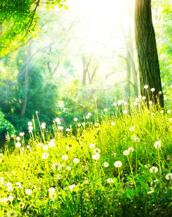 阳光照耀下的清新草地