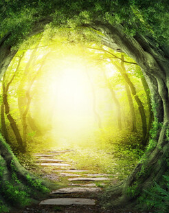 梦幻森林中的光明小径