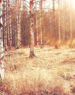 秋日林间阳光洒落景象