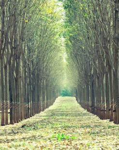 林间光影小道静谧之景