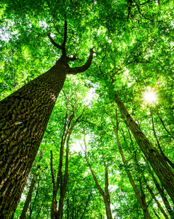 仰望葱郁森林高大树木