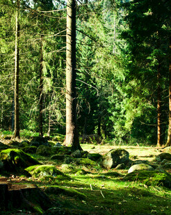 森林中的静谧绿意世界