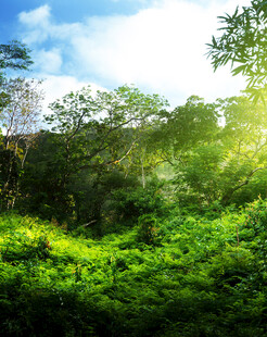 阳光照耀下的翠绿森林