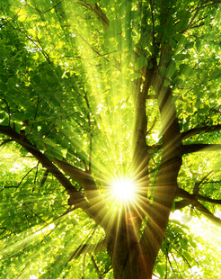 阳光透过枝叶洒下的美景