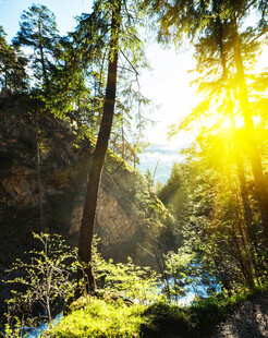 阳光洒落林间的自然美景