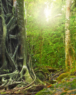 阳光洒落的神秘热带雨林
