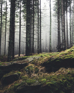 迷雾森林中的静谧景象