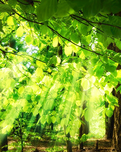 阳光洒落的翠绿葡萄藤