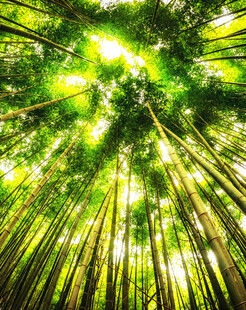 阳光洒落的翠绿竹林