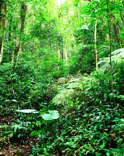 茂密丛林中的绿意景象