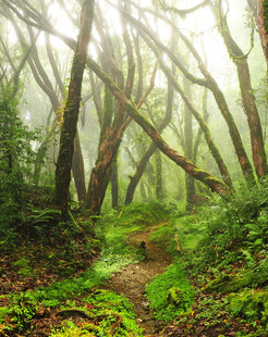 阳光洒落的神秘森林小径