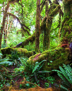 茂密森林中的葱郁绿植