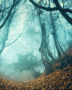 迷雾森林中的秋日景象