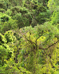 茂密丛林中的繁茂绿植