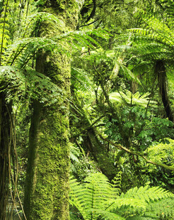 茂密丛林中的蕨类植物景观