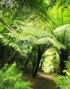 蕨类植物覆盖的林间小径