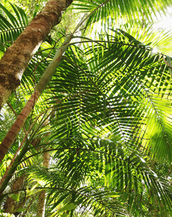 茂密棕榈树的绿意景象