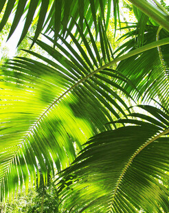 翠绿棕榈叶尽显自然生机
