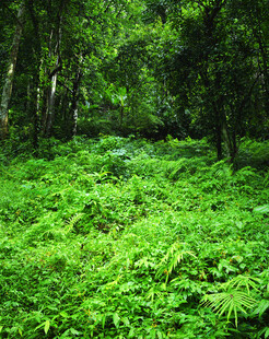 茂密森林中的翠绿蕨类植物