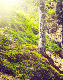 阳光照耀下的林间苔藓景观