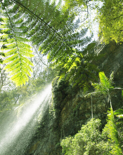 雨林中的阳光穿透绿植