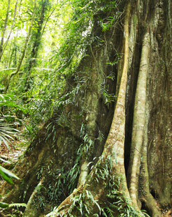 茂密森林中的粗壮树根
