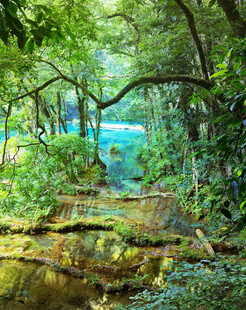 林间幽径邂逅自然之美