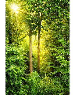 阳光洒落的茂密森林