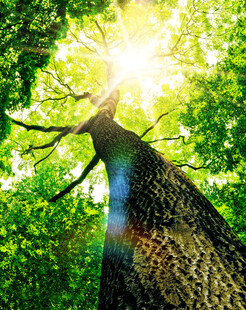 阳光穿透树林中的高大树木