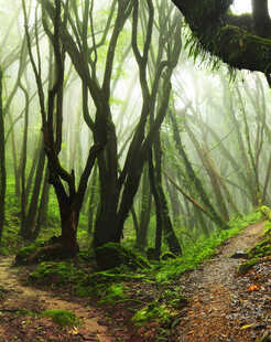 迷雾中的静谧森林小道