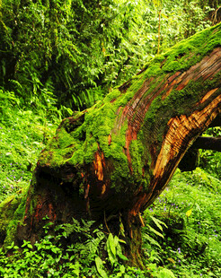 森林中覆满青苔的枯木
