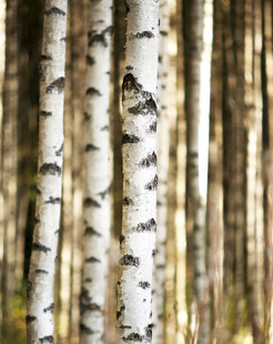 白桦林树干特写