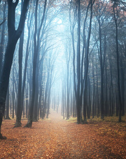 迷雾森林中的秋日小径