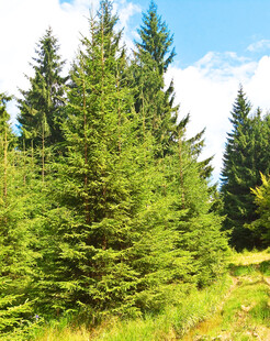 翠绿松林自然清新景致