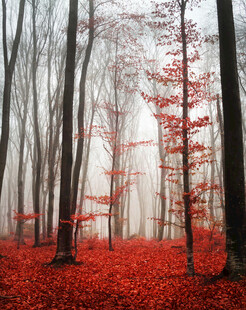 雾中红叶林奇幻美景