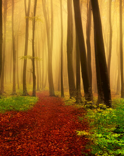 迷雾中红叶铺就的林间小径