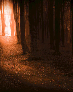 林间光影神秘幽径