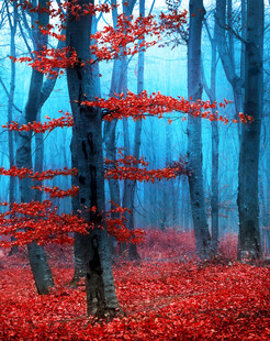 雾中红叶林的梦幻景致