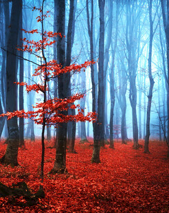 梦幻红枫林景