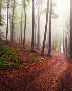 晨雾中的林间红土小路