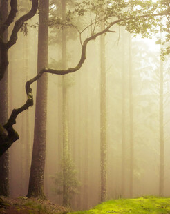 迷雾森林中的奇幻树木