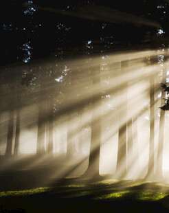 林间光束穿透茂密树林